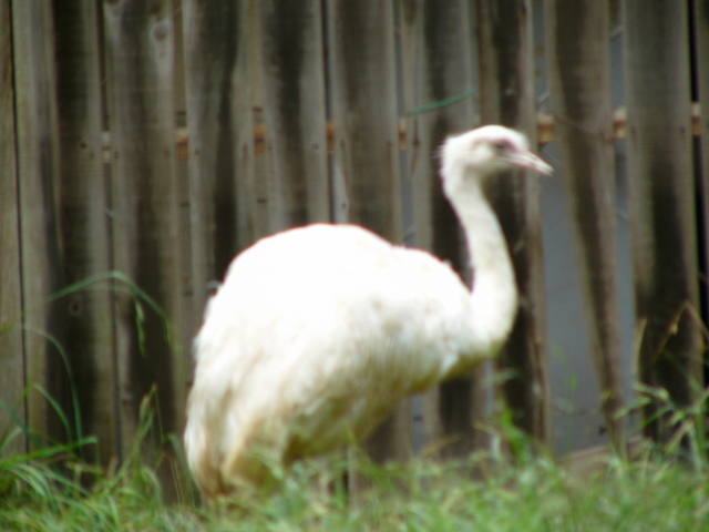 �H�����񁕃G�g�Z�g��