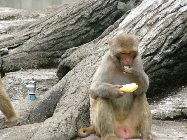 �H�����񁕃G�g�Z�g��