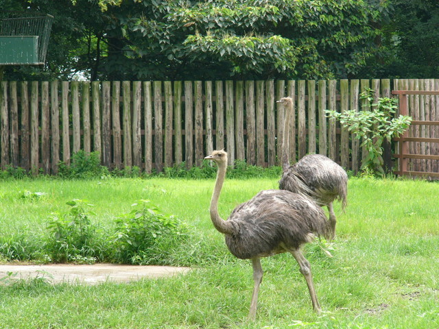 �H�����񁕃G�g�Z�g��