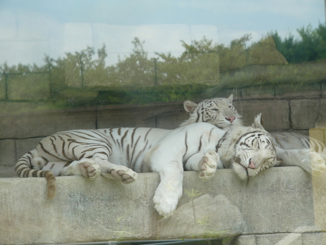 �H�����񁕃G�g�Z�g��