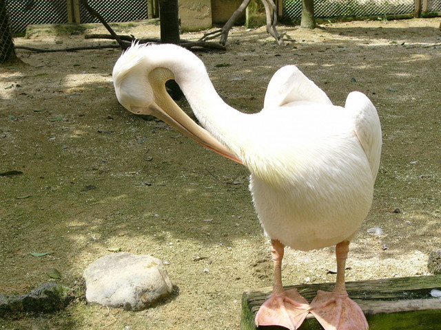 �H�����񁕃G�g�Z�g��