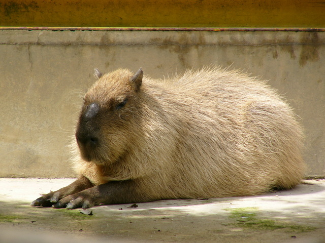 �H�����񁕃G�g�Z�g��