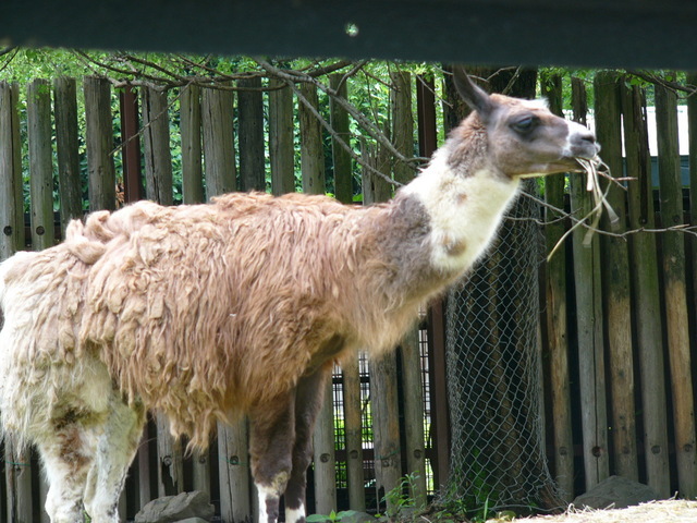 �H�����񁕃G�g�Z�g��