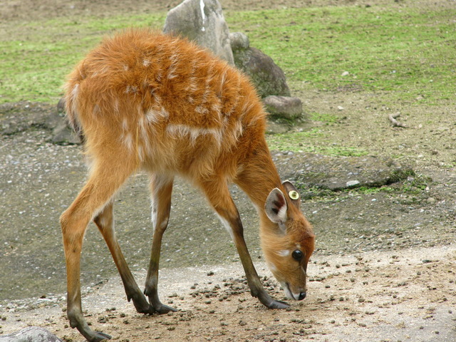 �H�����񁕃G�g�Z�g��