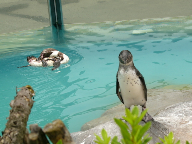 �H�����񁕃G�g�Z�g��