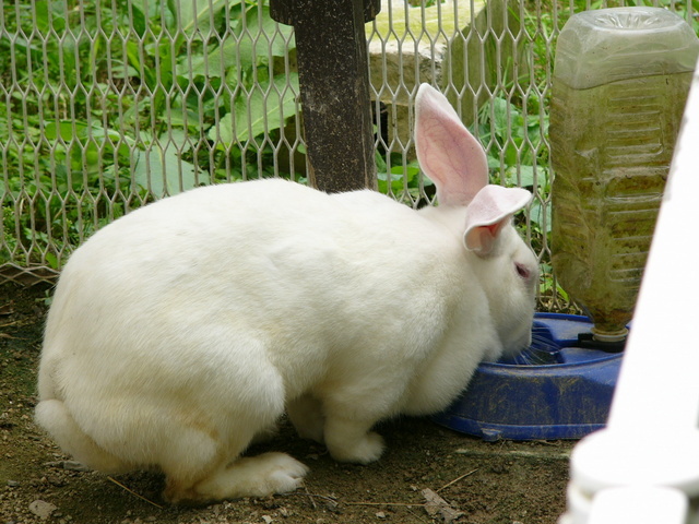 �H�����񁕃G�g�Z�g��