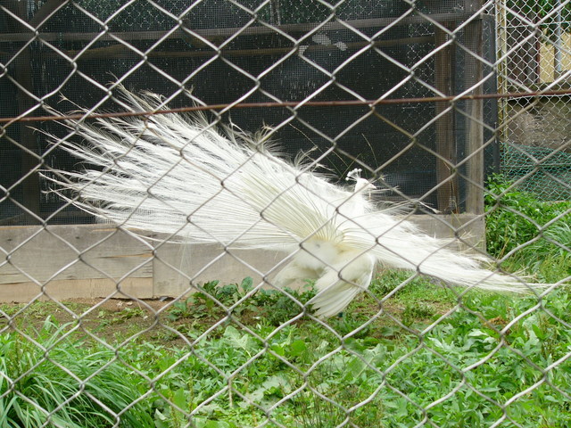 �H�����񁕃G�g�Z�g��