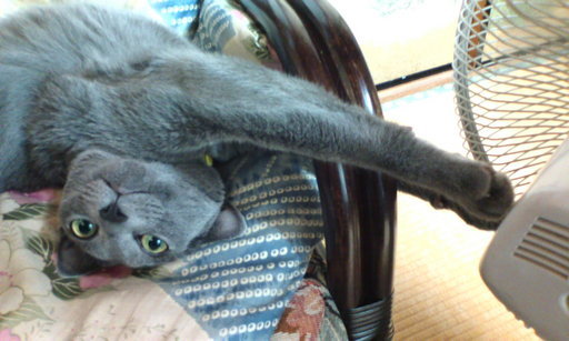 �H�����񁕃G�g�Z�g��