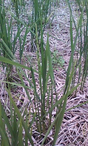 �H�����񁕃G�g�Z�g��