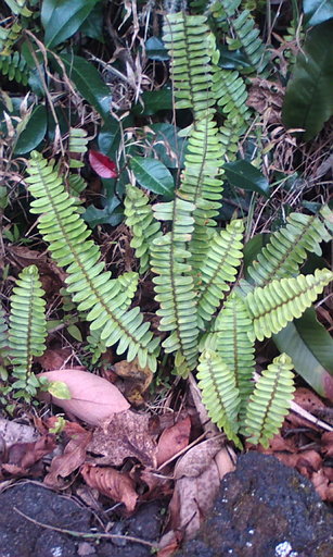 �H�����񁕃G�g�Z�g��