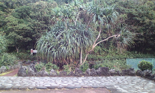 �H�����񁕃G�g�Z�g��