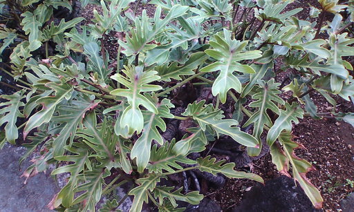 �H�����񁕃G�g�Z�g��