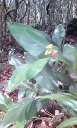 �H�����񁕃G�g�Z�g��