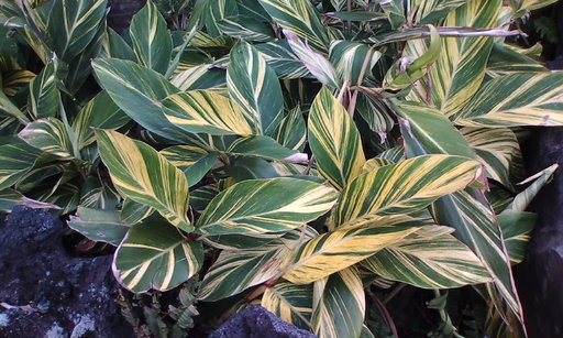 �H�����񁕃G�g�Z�g��