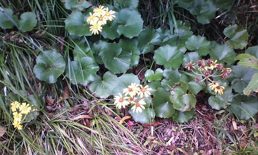 �H�����񁕃G�g�Z�g��