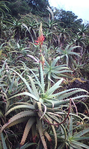 �H�����񁕃G�g�Z�g��