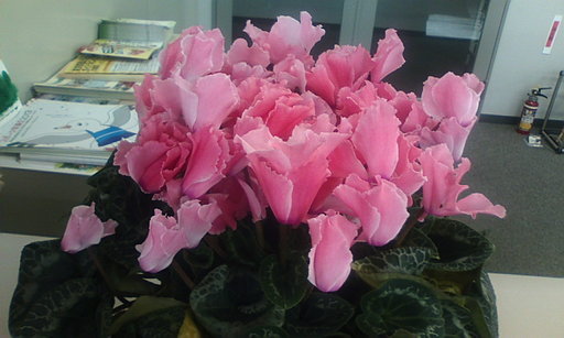 �H�����񁕃G�g�Z�g��