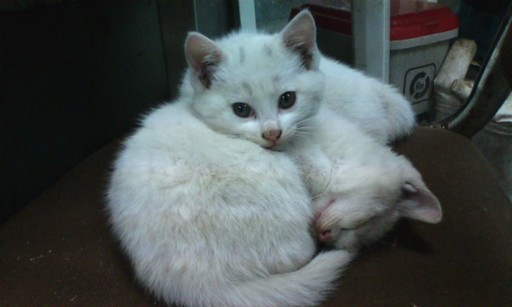 �H�����񁕃G�g�Z�g��