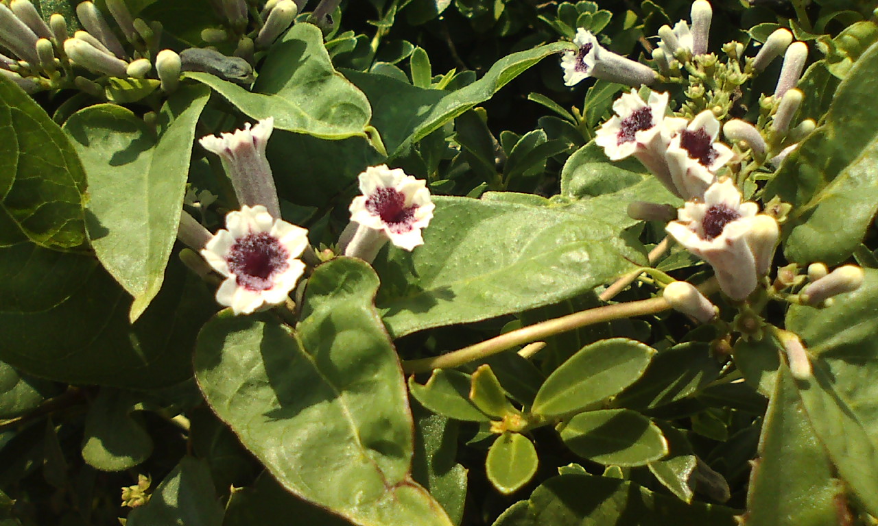 �H�����񁕃G�g�Z�g��