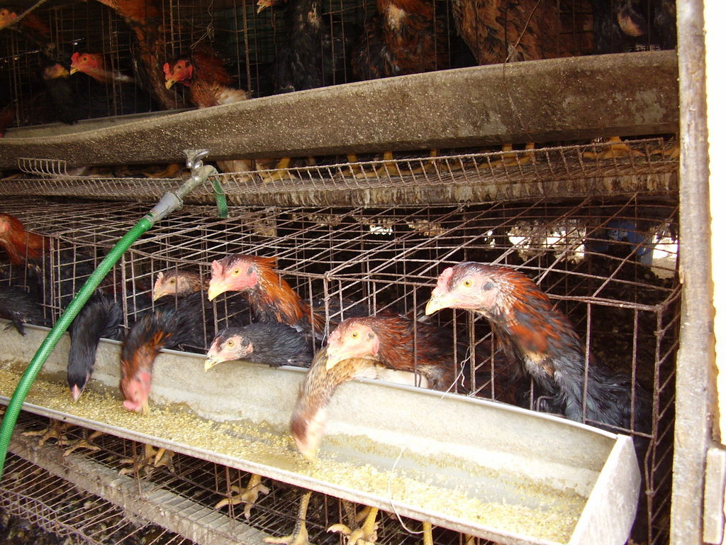 �H�����񁕃G�g�Z�g��