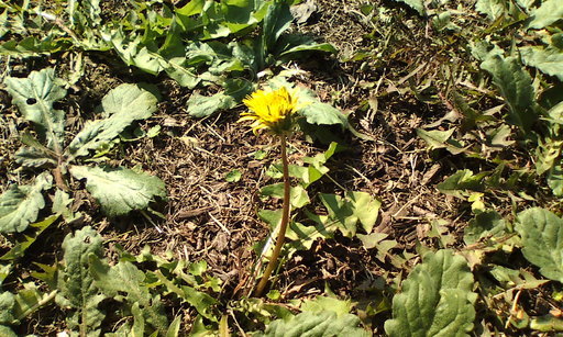 �H�����񁕃G�g�Z�g��