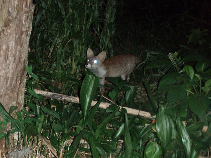 �H�����񁕃G�g�Z�g��