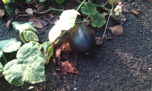 �H�����񁕃G�g�Z�g��