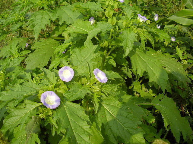 �H�����񁕃G�g�Z�g��