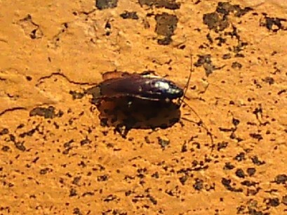 �H�����񁕃G�g�Z�g��