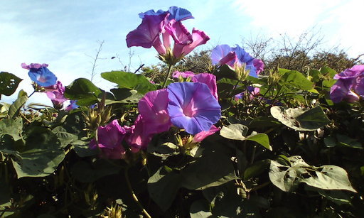 �H�����񁕃G�g�Z�g��