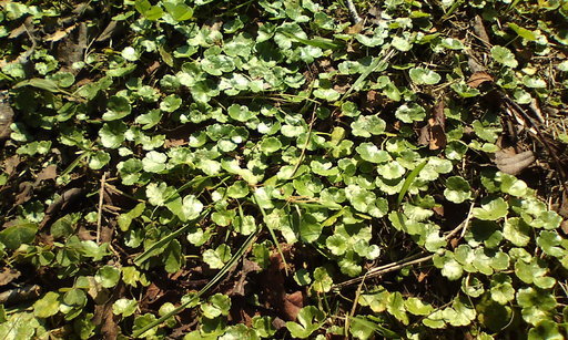 �H�����񁕃G�g�Z�g��