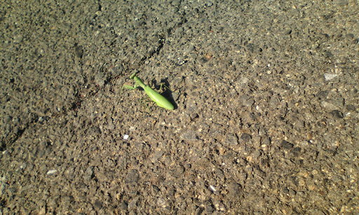 �H�����񁕃G�g�Z�g��