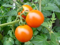 �H�����񁕃G�g�Z�g��