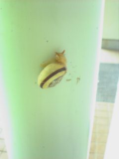 �H�����񁕃G�g�Z�g��