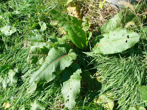 �H�����񁕃G�g�Z�g��