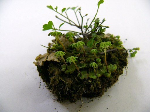 �H�����񁕃G�g�Z�g��