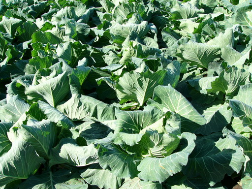 �H�����񁕃G�g�Z�g��