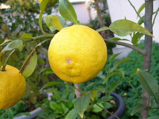 �H�����񁕃G�g�Z�g��