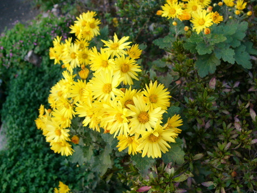 �H�����񁕃G�g�Z�g��