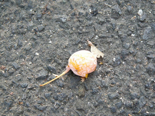 �H�����񁕃G�g�Z�g��