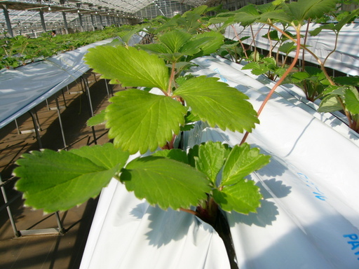 �H�����񁕃G�g�Z�g��