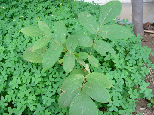 �H�����񁕃G�g�Z�g��