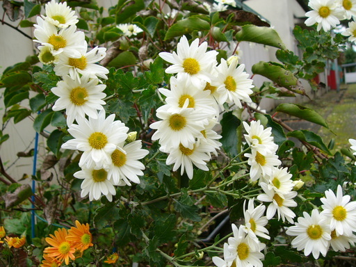 �H�����񁕃G�g�Z�g��