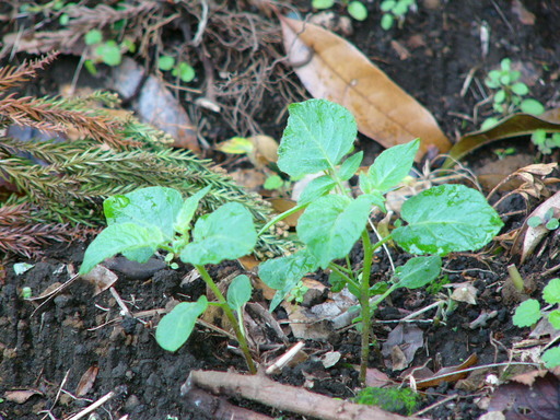 �H�����񁕃G�g�Z�g��