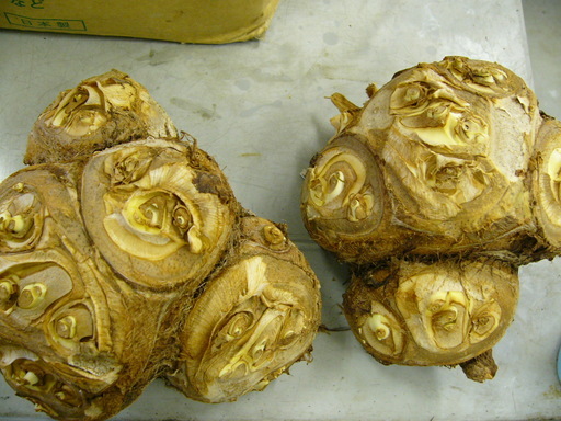 �H�����񁕃G�g�Z�g��