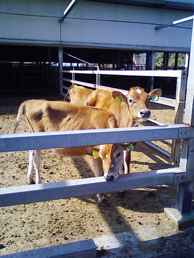 �H�����񁕃G�g�Z�g��