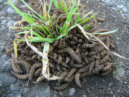 �H�����񁕃G�g�Z�g��