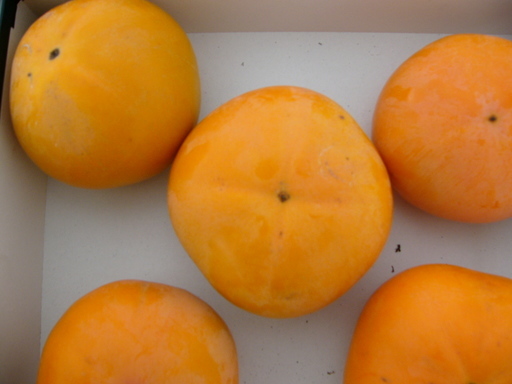 �H�����񁕃G�g�Z�g��