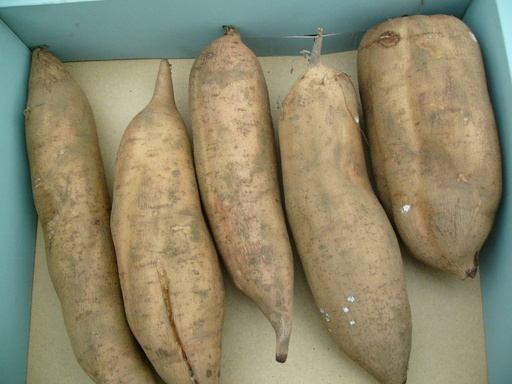 �H�����񁕃G�g�Z�g��