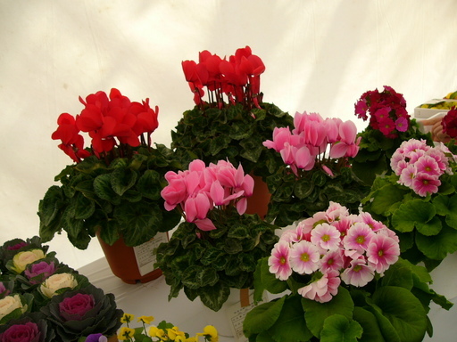 �H�����񁕃G�g�Z�g��